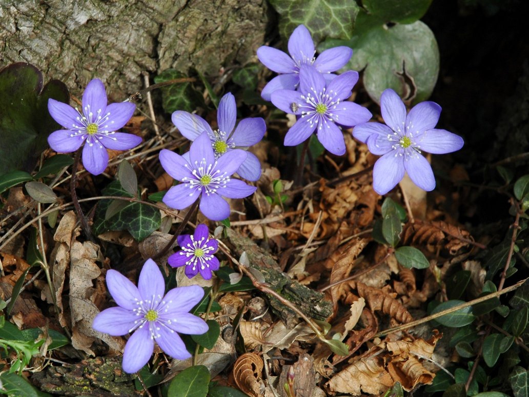 Hepatica nobilis